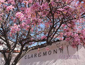 Postcard Claremont Depot Pink Tabebuia blossoms