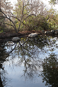 Rancho Santa Ana Botanic Garden Bejamin Pond photo